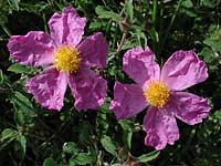 Cistus creticus