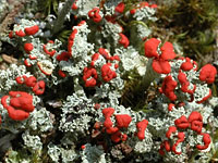 Cladonia pleurota