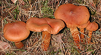 Cortinarius rubellus