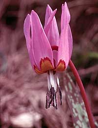 Erythronium dens-canis