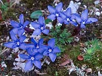 Gentiana terglouensis