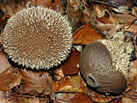 Lycoperdon echinatum