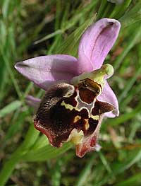 Ophrys fuciflora