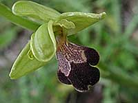 Ophrys israelitica