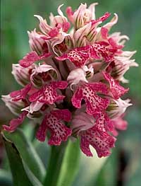 Orchis lactea