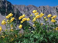 Trollius europaeus