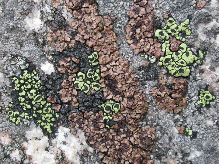 Acarospora fuscata