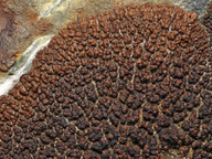 Acarospora wahlenbergii