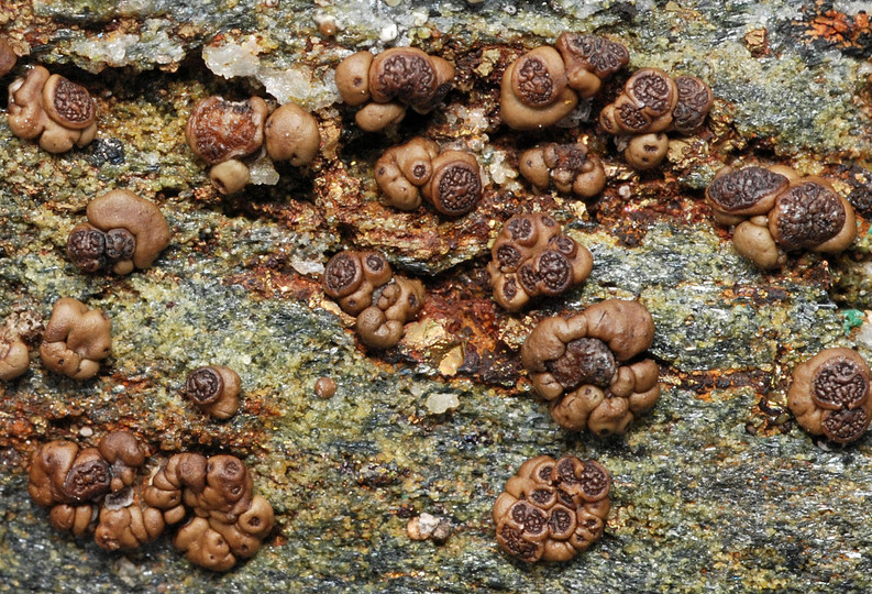 Acarospora rugulosa s. l.