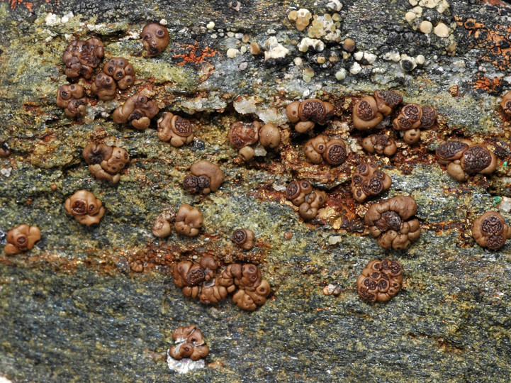 Acarospora rugulosa s. l.