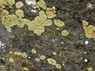 Acarospora smaragdula