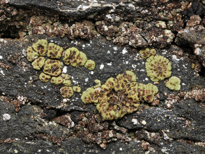 Acarospora smaragdula