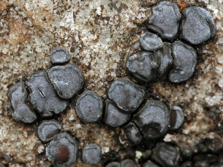 Acarospora glaucocarpa var. sarcogynoides