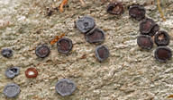 Acarospora glaucocarpa var. sarcogynoides