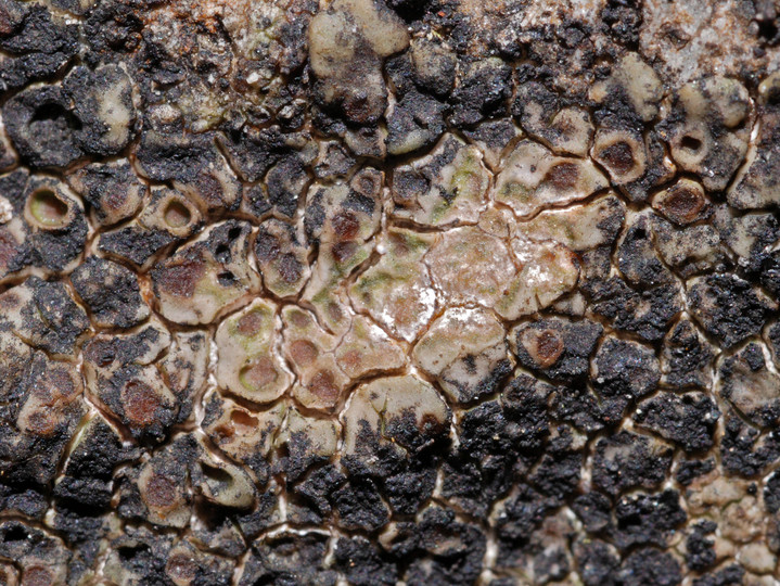 Acarospora macrospora