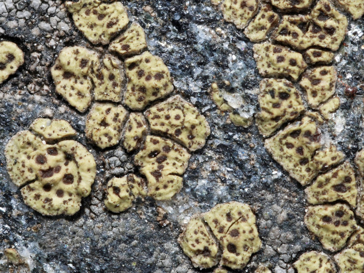 Acarospora smaragdula