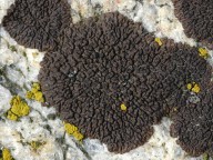 Acarospora molybdina