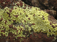 Acarospora lavicola