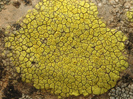 Acarospora sp.