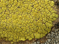 Acarospora sp.