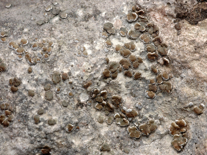 Acarospora glaucocarpa