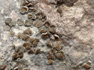 Acarospora glaucocarpa