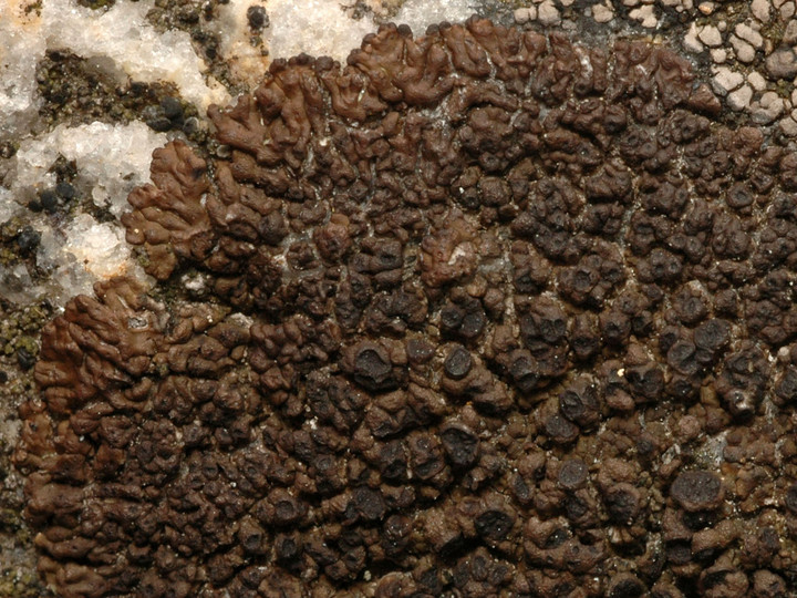 Acarospora molybdina