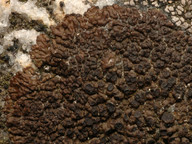 Acarospora molybdina
