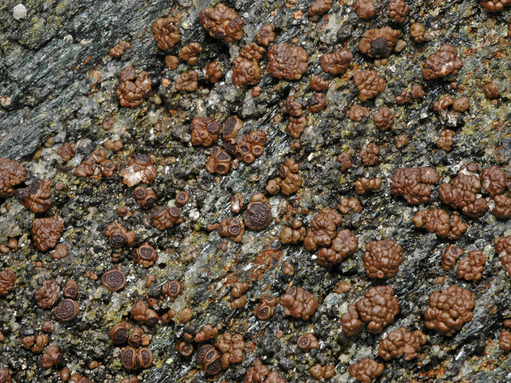 Acarospora rugulosa s. l.