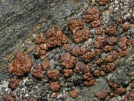 Acarospora rugulosa s. l.