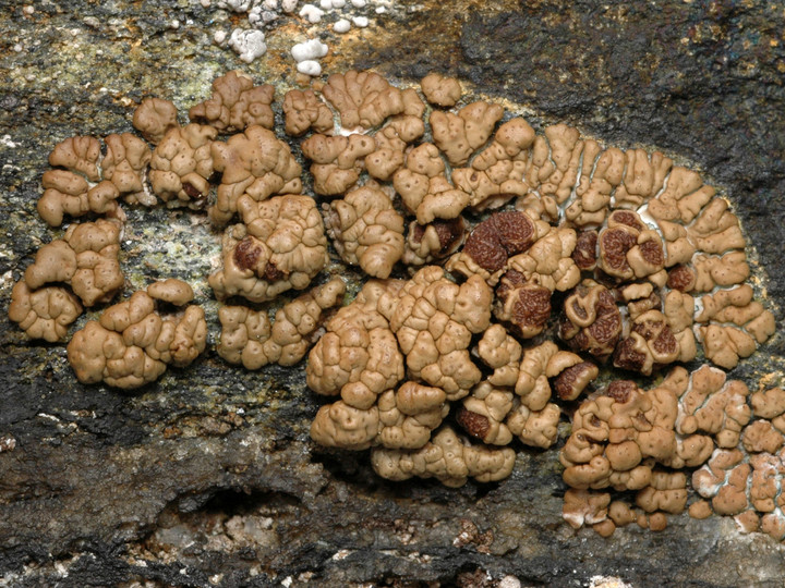 Acarospora rugulosa s. l.