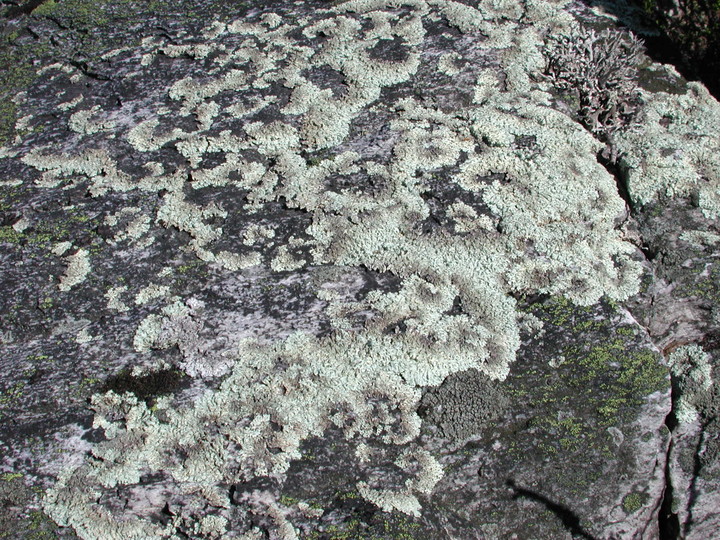 Arctoparmelia centrifuga