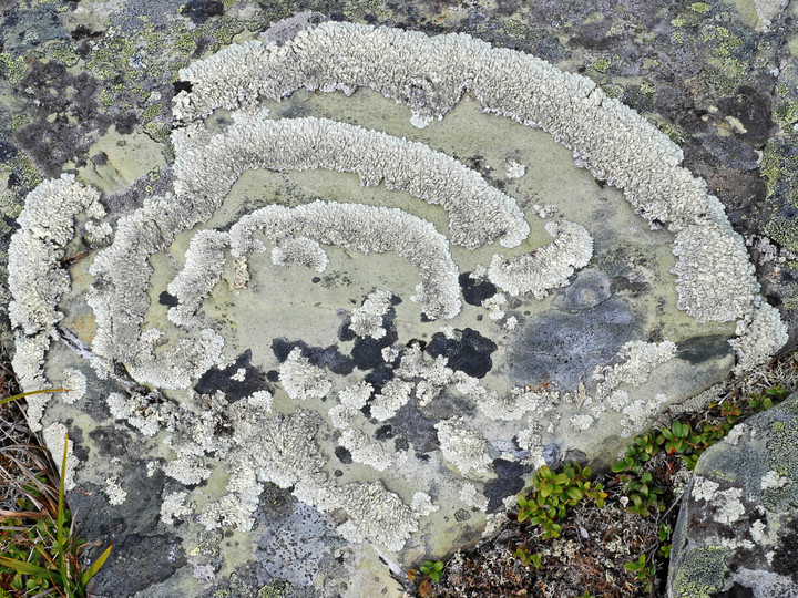 Arctoparmelia centrifuga