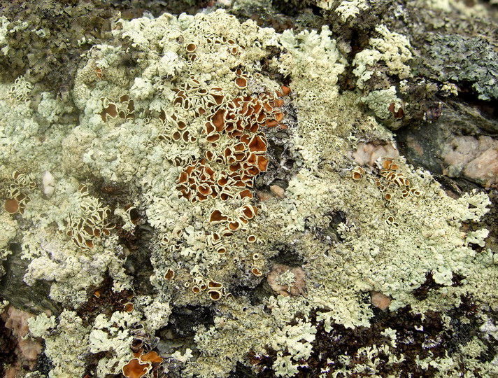 Arctoparmelia centrifuga