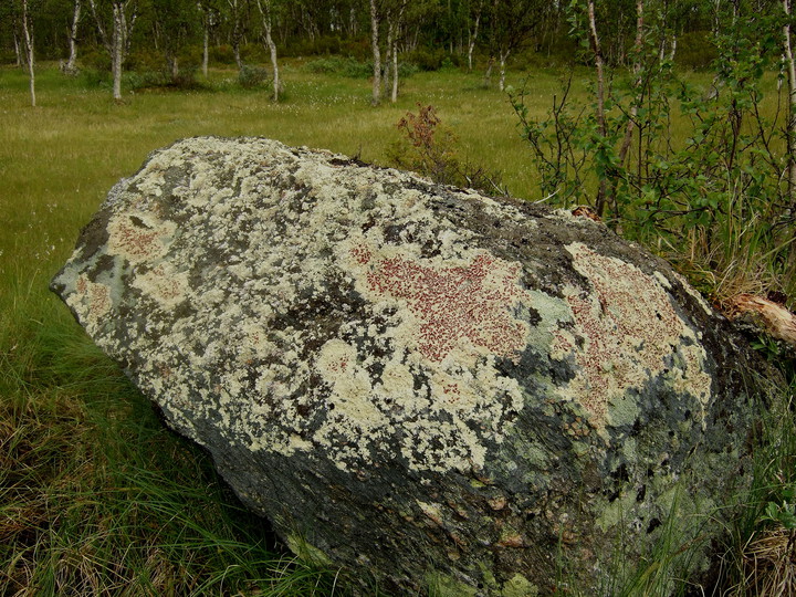 Arctoparmelia centrifuga