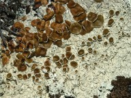 Arctoparmelia centrifuga