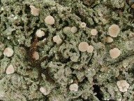 Bacidia rosella