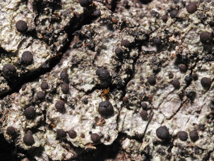 Bacidia arceutina