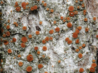 Bacidia rubella