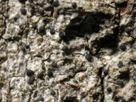 Bacidia beckhausii