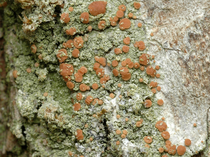 Bacidia rubella