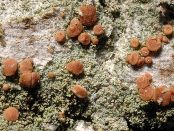 Bacidia rubella