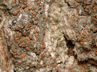 Bacidia fraxinea