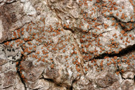 Bacidia fraxinea