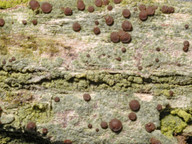Bacidia arceutina