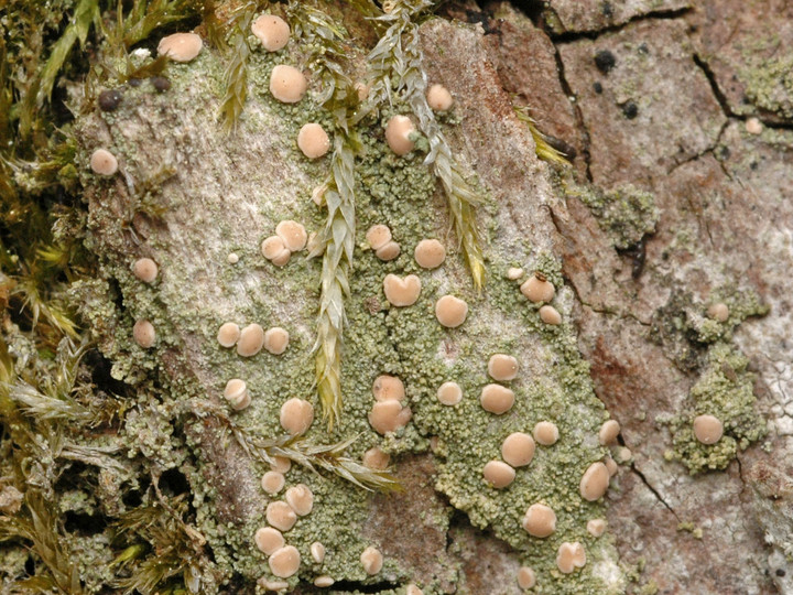 Bacidia rosella
