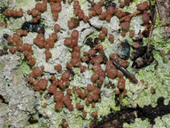 Baeomyces placophyllus