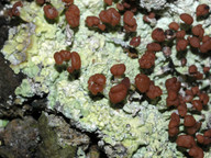 Baeomyces placophyllus