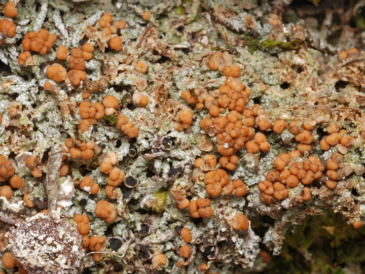 Biatora vernalis