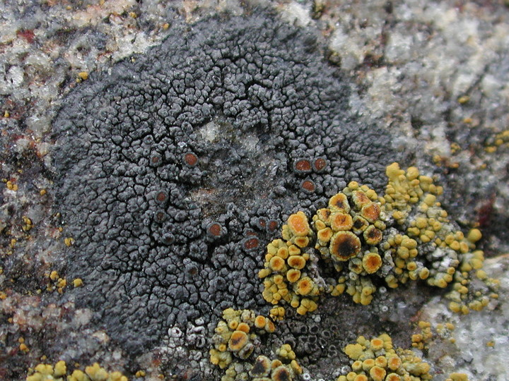 Caloplaca aractina